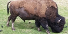 Bison fûté
